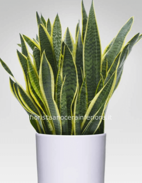 Pianta di sansevieria h. 45