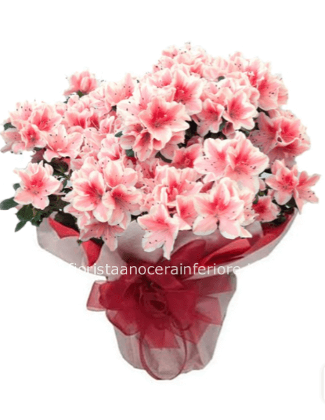 Pianta di azalea