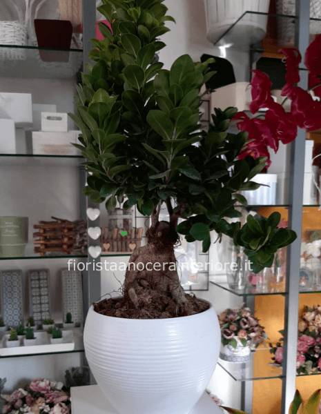 pianta di ginseng  con sottovaso di ceramica