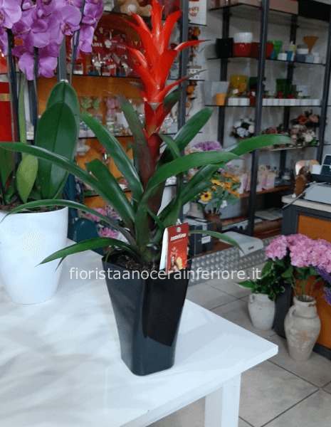 Bromelia con vaso