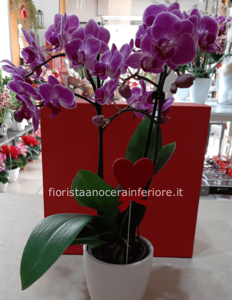 orchidea  a 2 rami disponibile in varie colorazioni. Vasetto di ceramica incluso nel prezzo