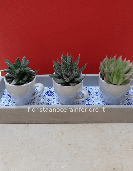 vassoio con tazzine di piantine grasse