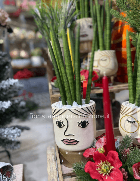 sanseviera conica con vaso emoticon