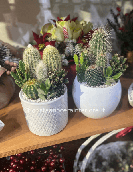 composizione di piante grasse in ceramica