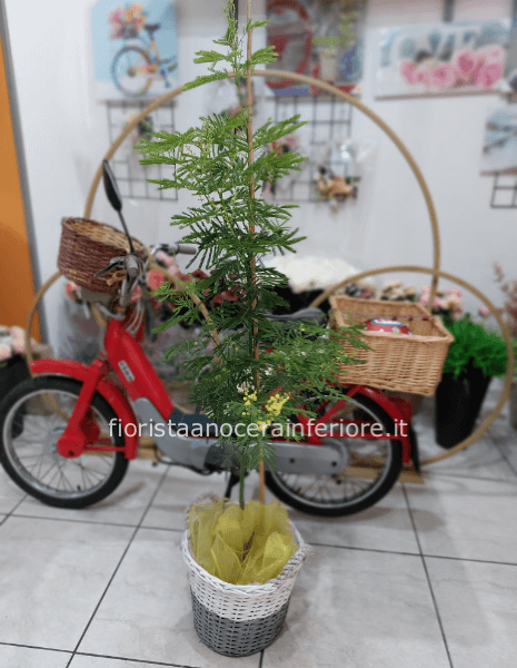 pianta di mimosa con cesto