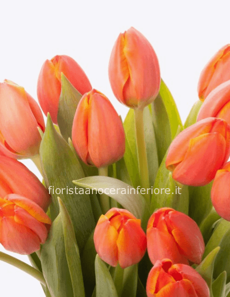 tulipani