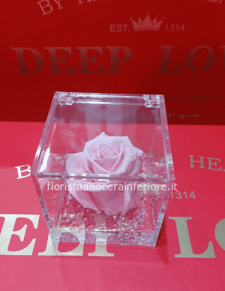 rosa stabilizzata rosa