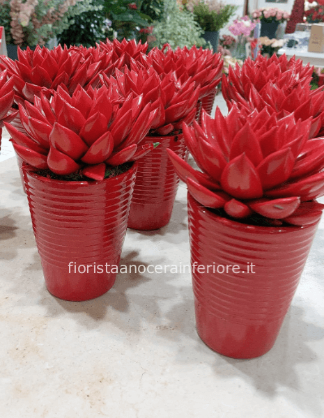 piantina echavez + vasetto 