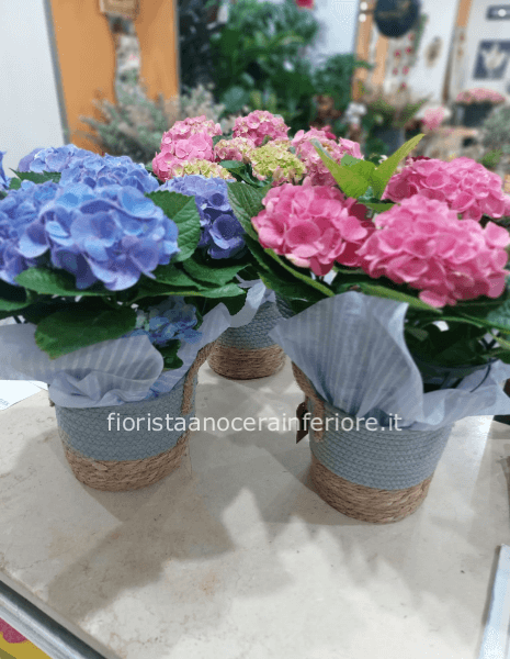 ortensie in cestino di vimini 