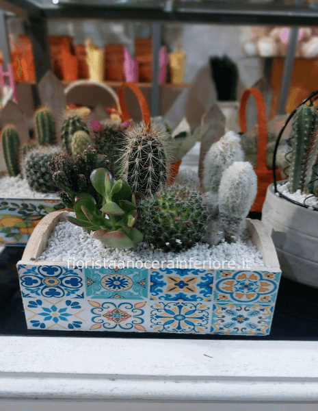 Piantine grasse in vasetti decorati con maioliche 