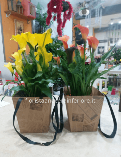 Pianta di calle in diverse colorazione con bustina vintage