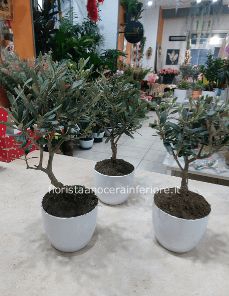 Bonsai di Ulivo 