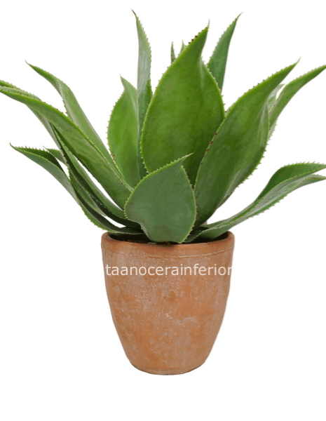 AGAVE artificiale