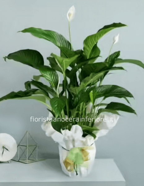 Spathiphyllum 