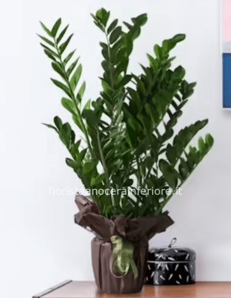 La pianta “ZZ” (Zamia)