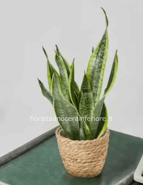 Sanseviera + Cestino di Vimini