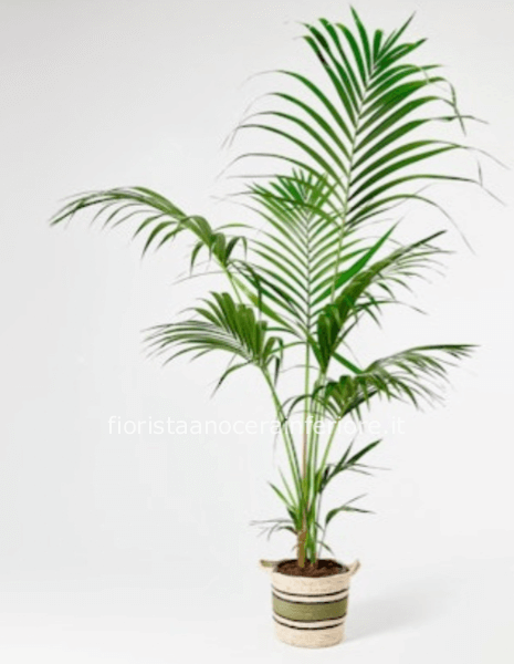 Kentia