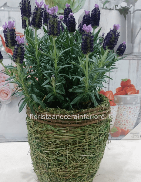 Profumo di Provenza (Cestino Di lavanda)