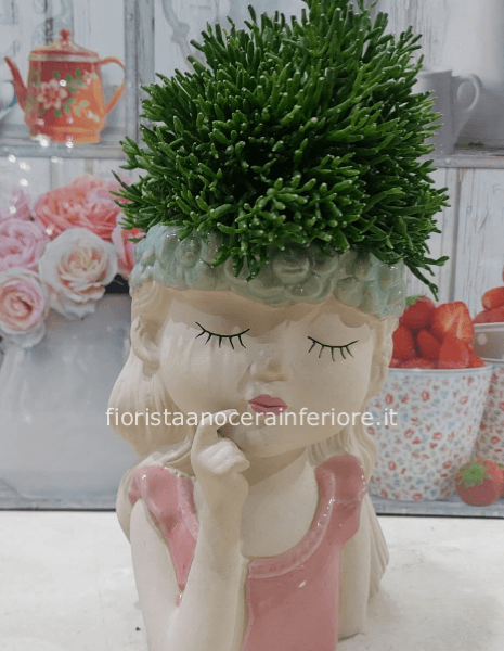 Pianta grassa in volto grazioso