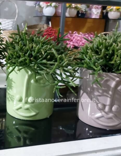 "Visage Verde" (pianta grassa)