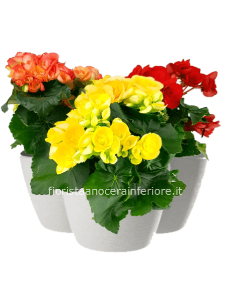 Pianta di begonia  (con vasetto)
