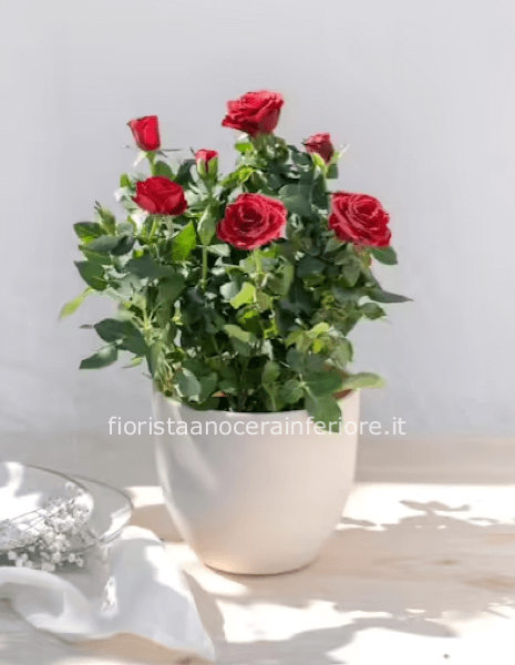 Pianta di roselline (con vasetto)