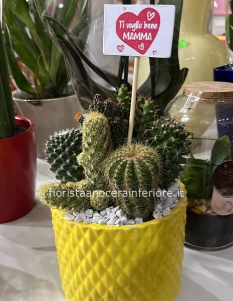 Composizione di Cactus 