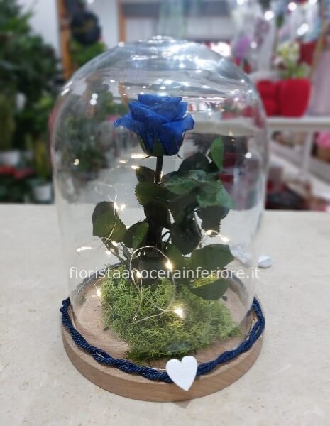 rosa stabilizzata in campana blu