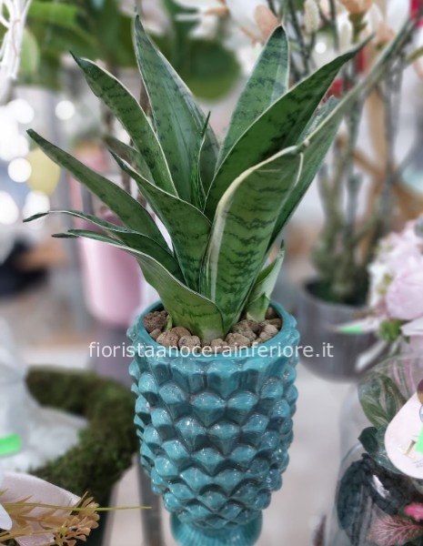 Sansevieria Royal – Vaso Design Lucido